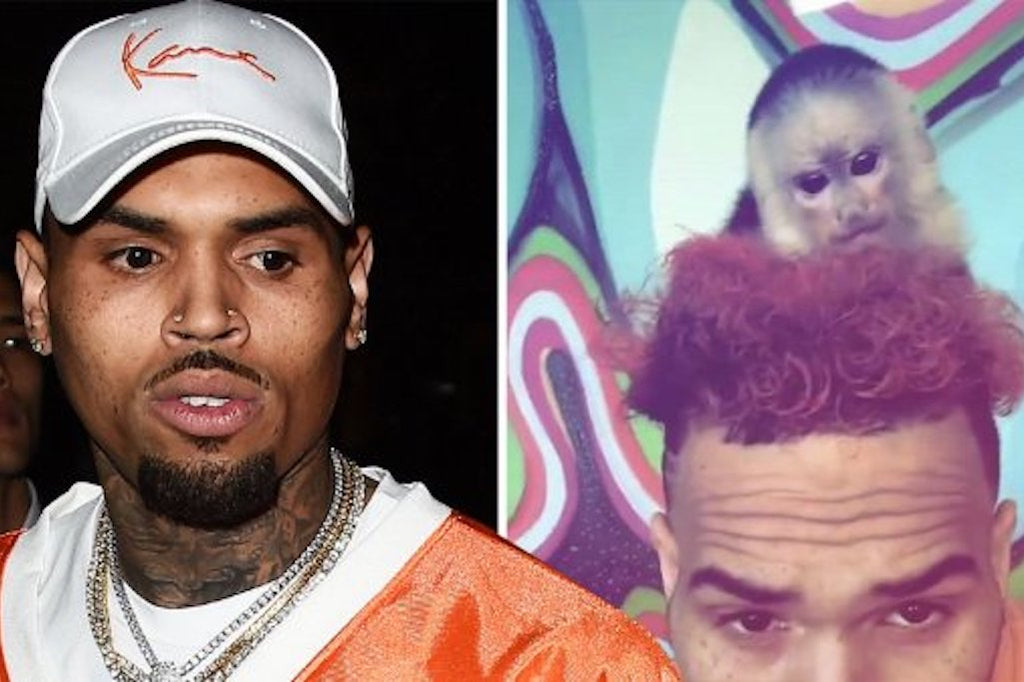 Monkey Business: Chris Brown Facing Jail For Owning Exotic Pet