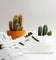 MoEa Gen 1 Cactus Cactus White